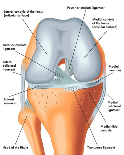 Acl Tear